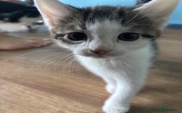 Domestic Shorthair cats for sale: Cute Kittens - Image 5
