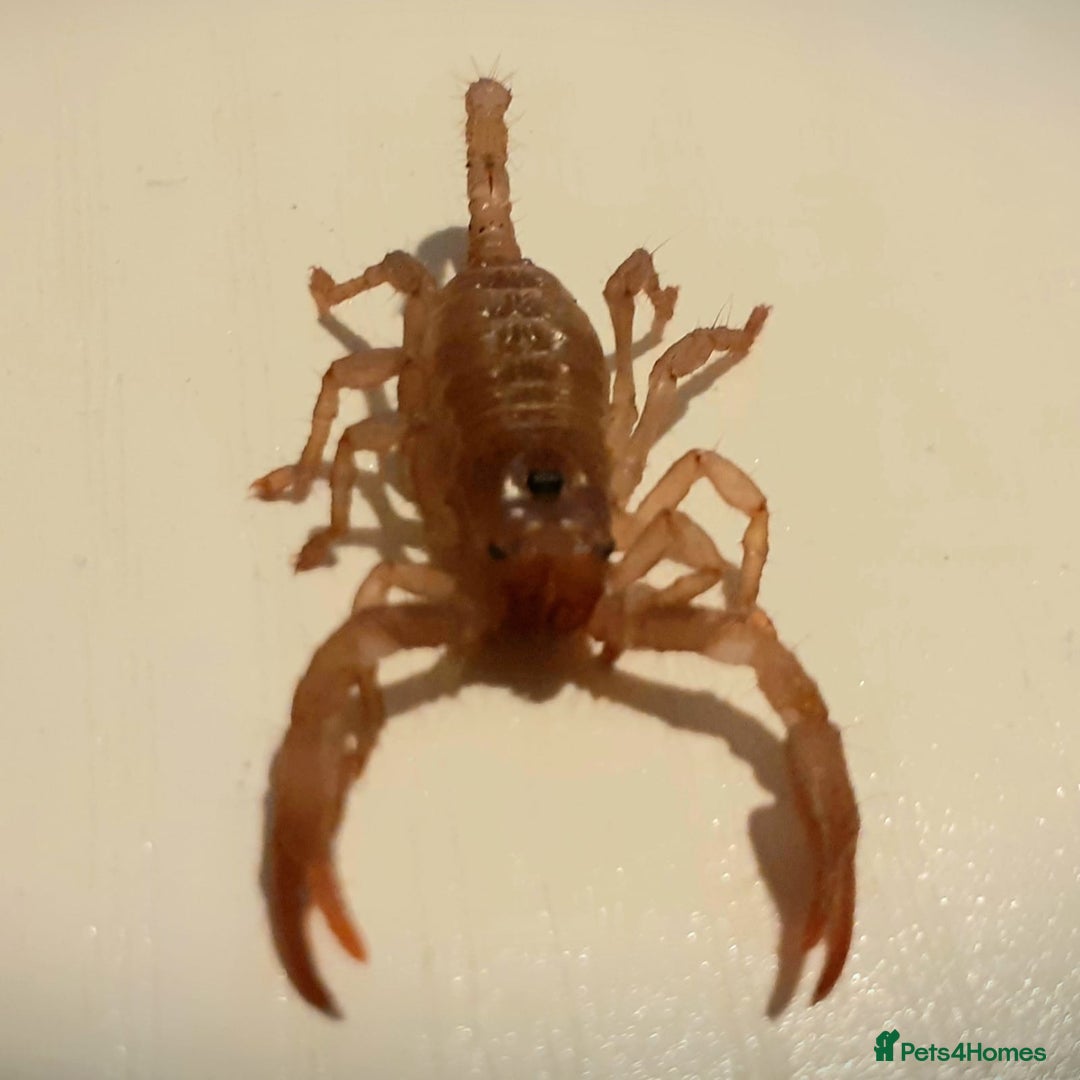 Scorpions invertebrates for sale: F1 Asian Forest Scorpions - Image 3