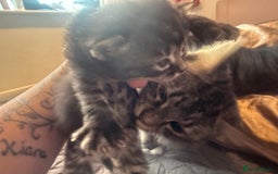 British Longhair cats for sale: X5 ragdoll crossbreed kitten polydactyl  - Advert 7