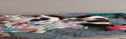 English Springer Spaniel dogs for sale: English springer spaniel puppies  - Advert 17