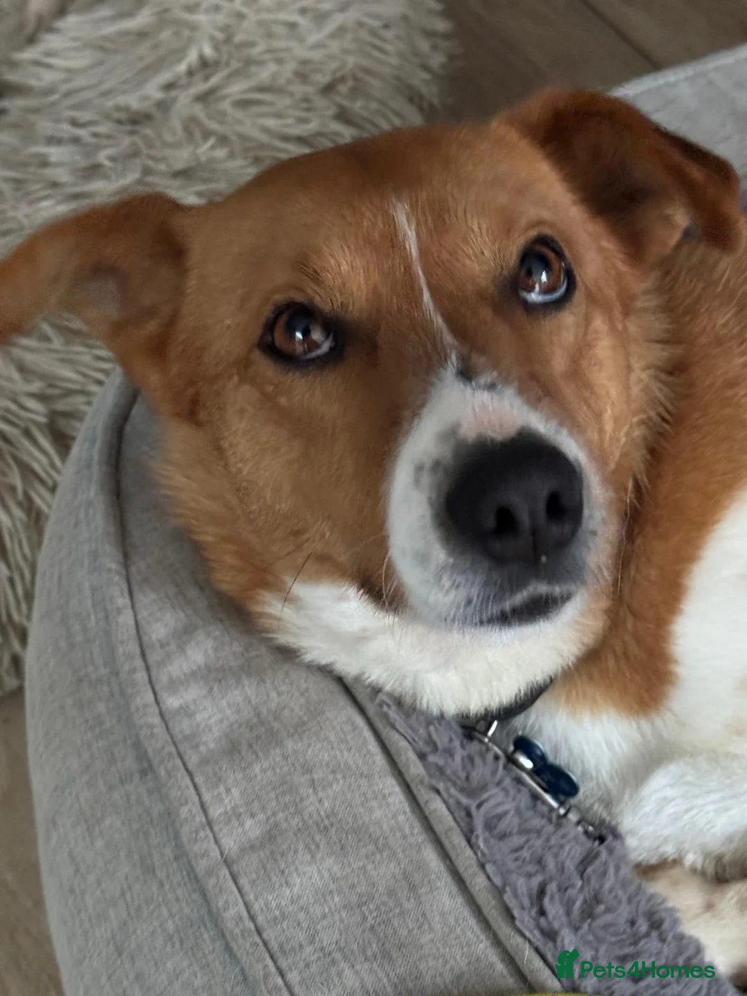 Mixed Breed dogs for adoption: 🐾💛AMBER- WANTS A HOME TO CALL HER OWN💛🐾 - Advert 2