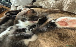 Ragdoll cats for sale: RAGDOLL X FOR SALE  - Image 9