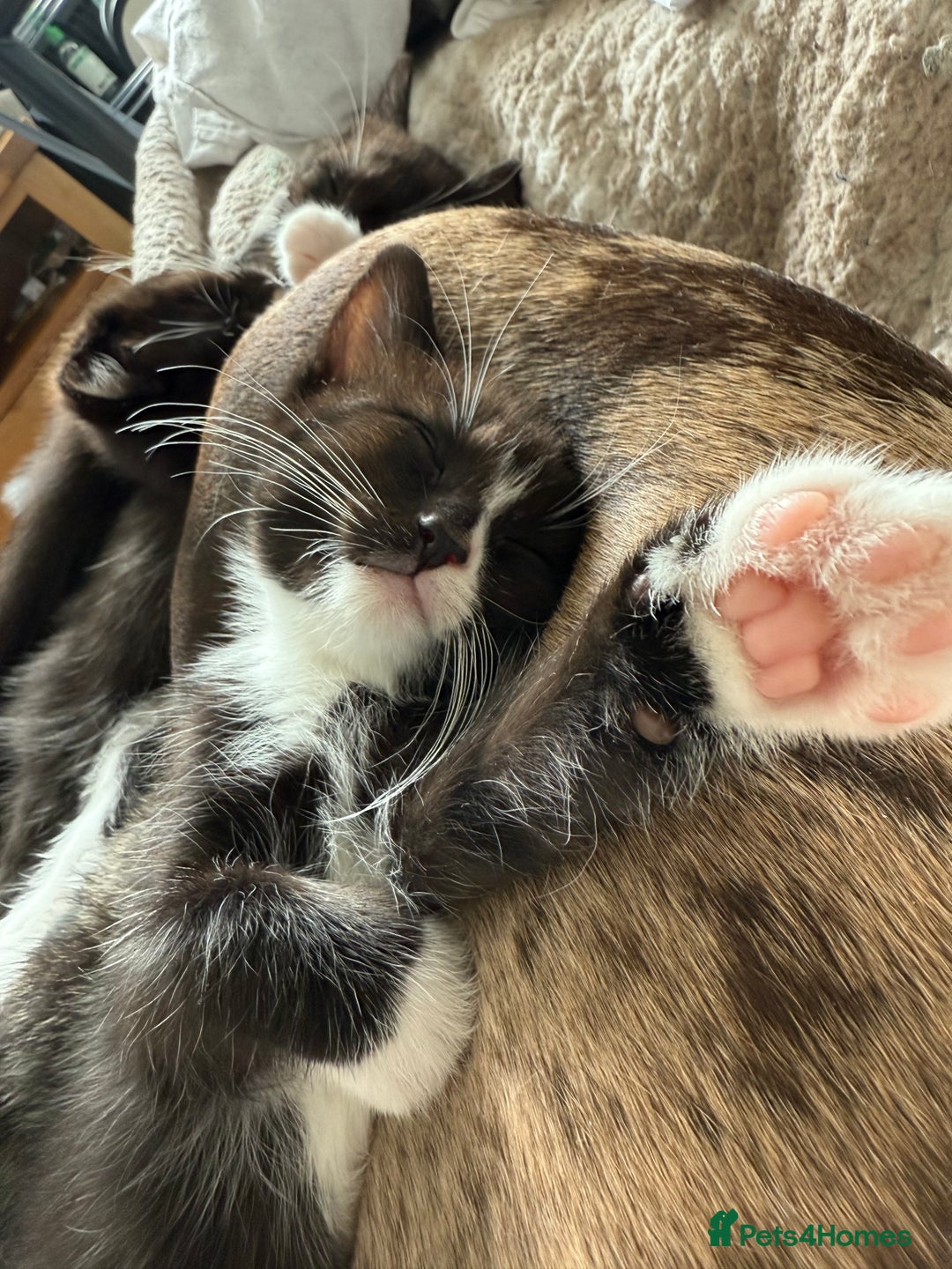 Ragdoll cats for sale: RAGDOLL X FOR SALE  - Image 9