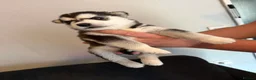 Siberian Husky dogs for sale: Siberian Husky  - Advert 21
