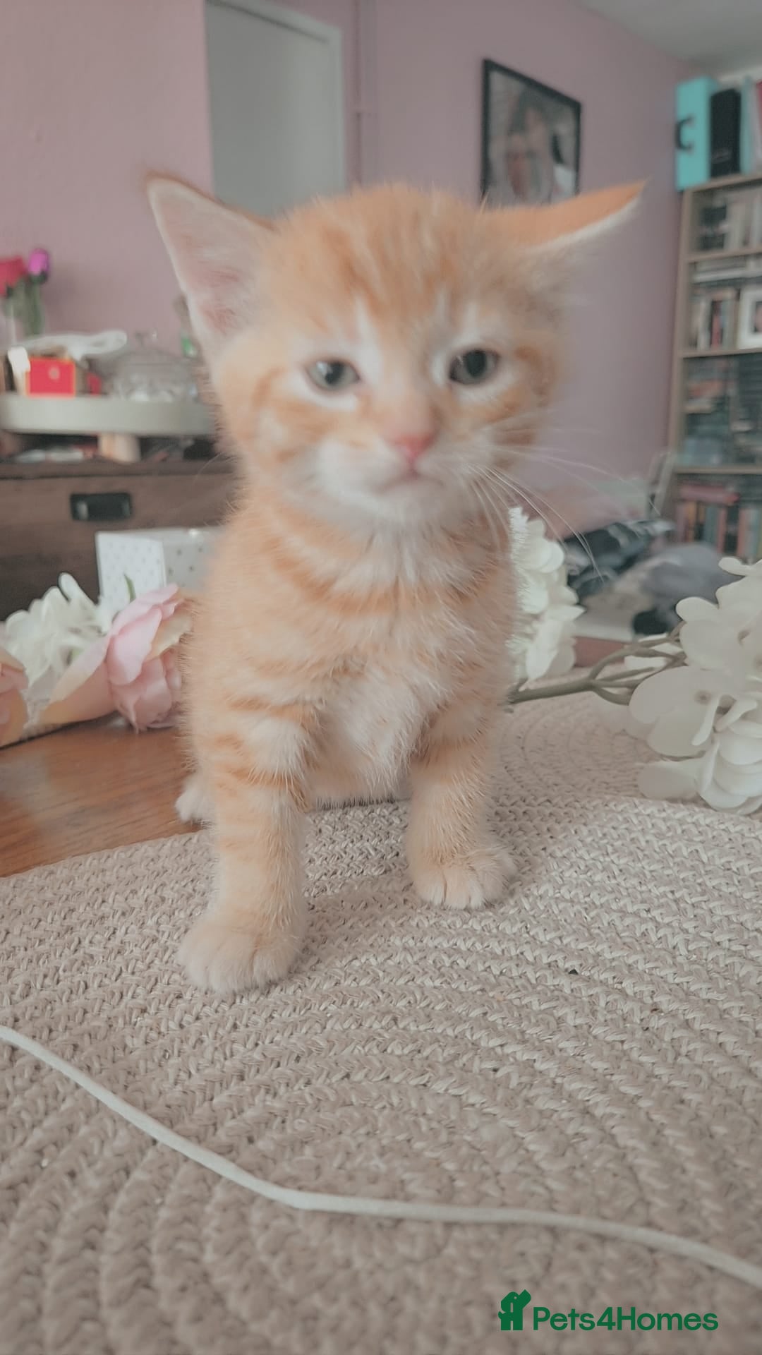 Mixed Breed cats  🐾 Adorable Scottish Mix Kittens ! 🐾 - Advert 1