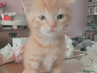 Mixed Breed cats 🐾 Adorable Scottish Mix Kittens ! 🐾 - Advert 1