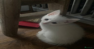 Turkish Van cats - Advert 2