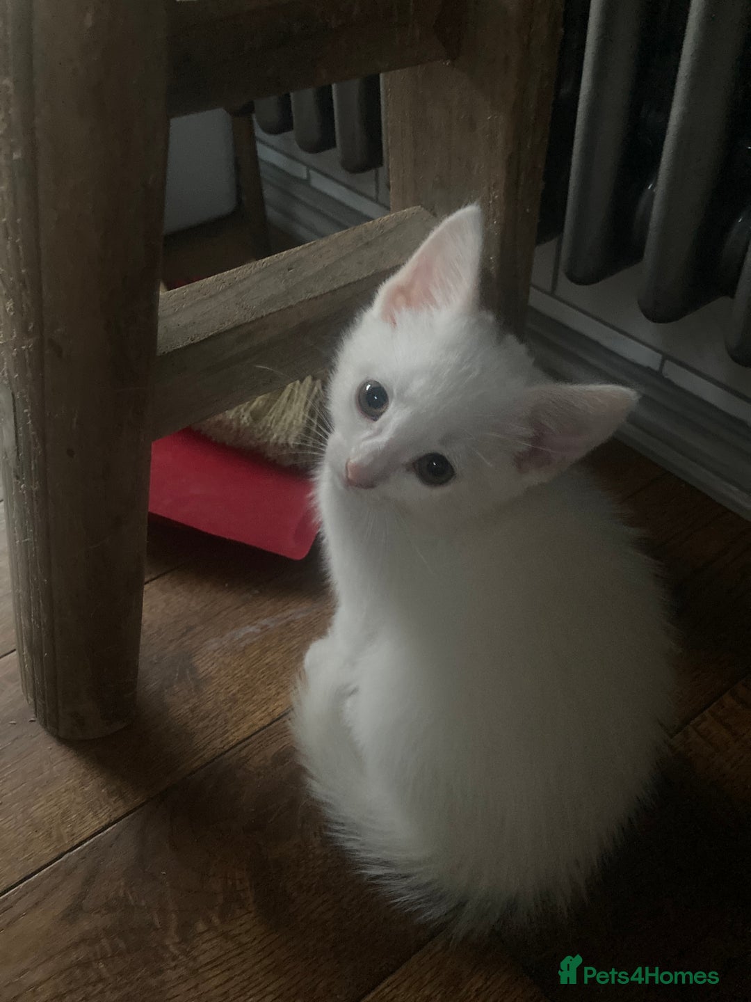 Turkish Van cats for sale: Gorgeous & Loving Turkish Van Kittens - Image 2