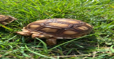 Tortoise reptiles - Advert 15