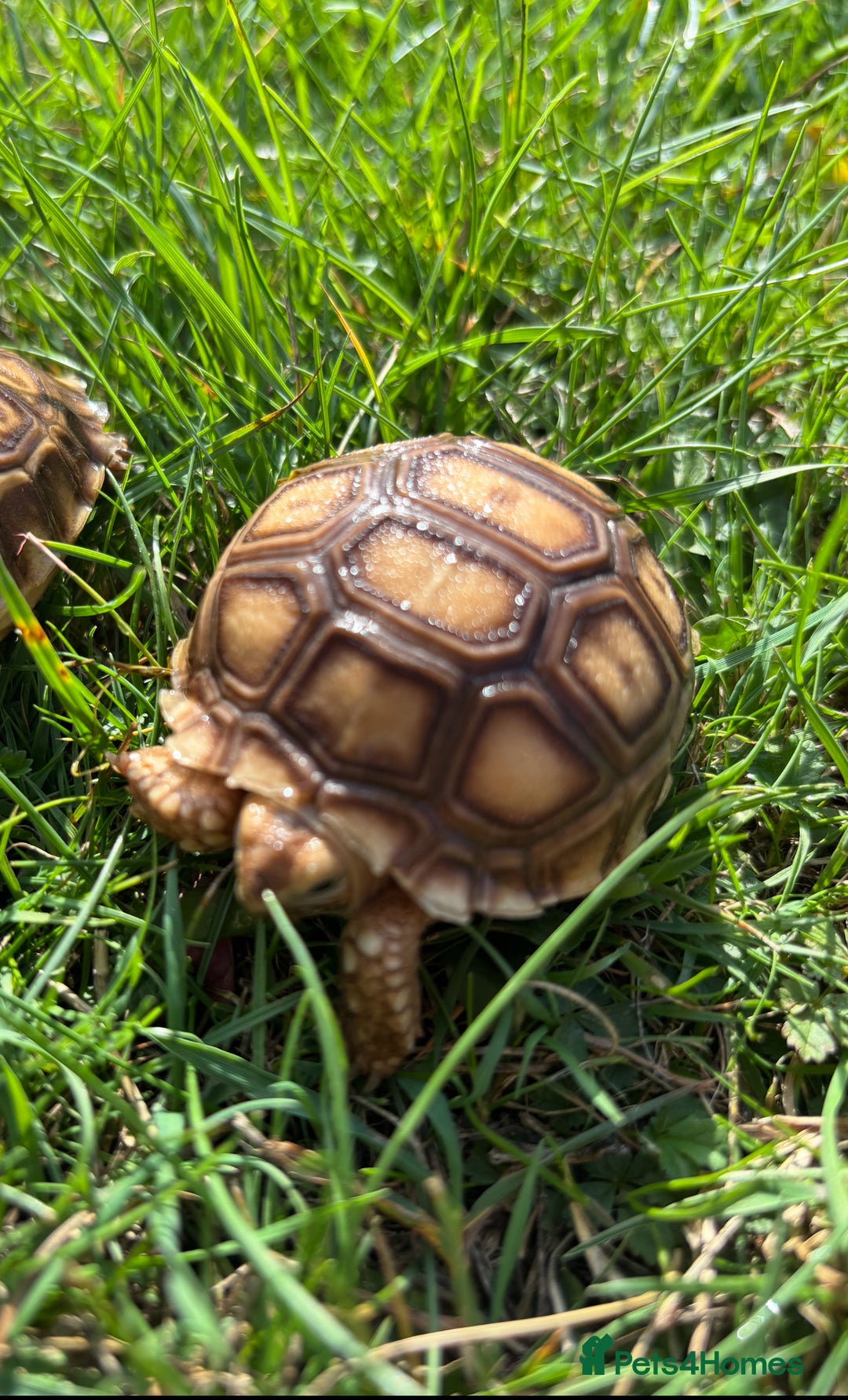Tortoise reptiles for sale: Sulcata Hatchlings  - Image 2
