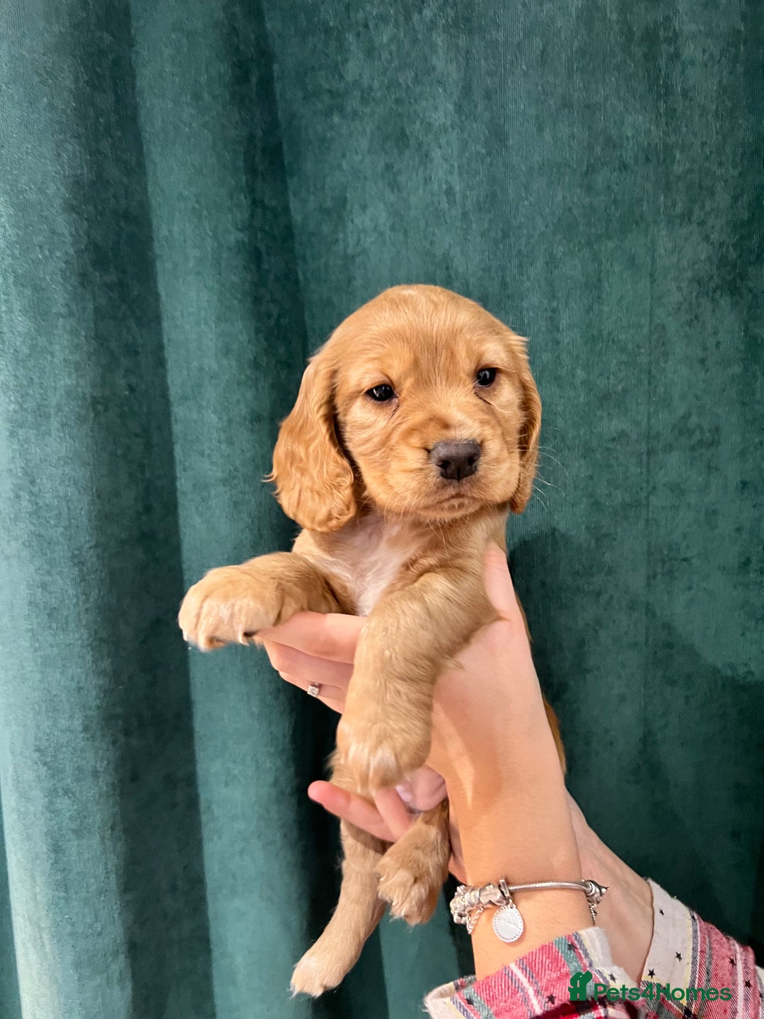 Cocker Spaniel dogs for sale: Cocker Spaniel Puppy  - Advert 7