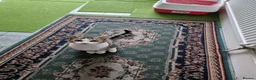 Mixed Breed cats for sale: Tabby Cats 4 Sale in Barking - Advert 26