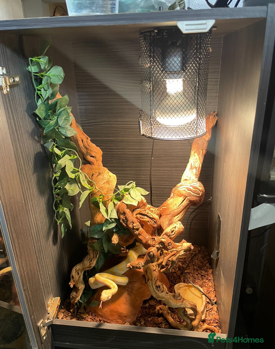 Python Snake reptiles for sale: Albino Carpet Python Female with Vivarihm - Image 6