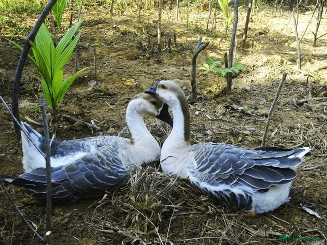 Geese poultry for sale: Pure breed Chinese gander in Bristol - Advert 2