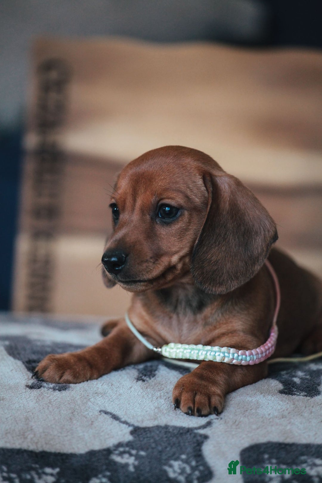 Miniature Dachshund dogs for sale: 5 STAR LICENSED - CEZARBLUE SMOOTH KC MINIATURES  - Image 5