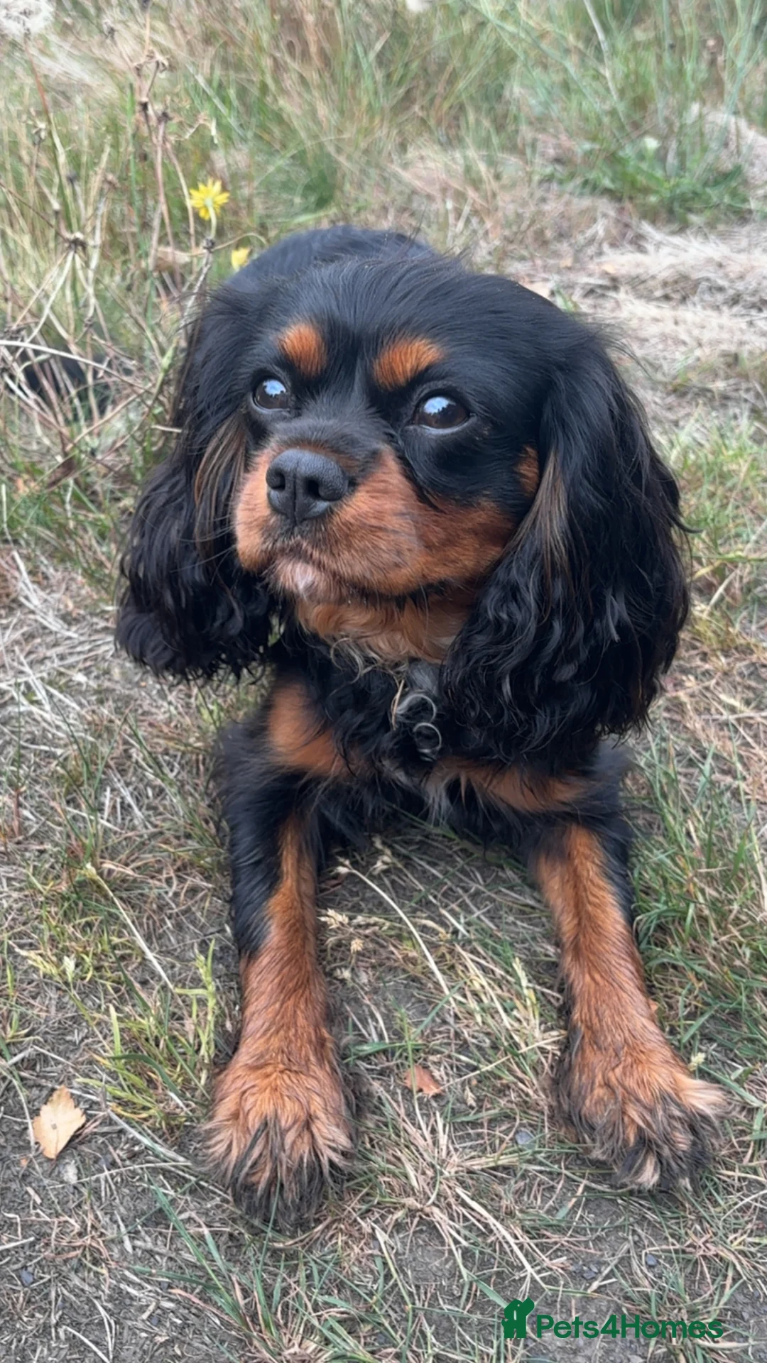 Cavalier King Charles Spaniel dogs for sale: Black and Tan Cavalier Girl in Oldham - Advert 3