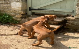 Rhodesian Ridgeback dogs for sale: LADYLIUWA KC REG. LITTER: LAST TWO PUPS FOR SALE in Grantham - Image 18
