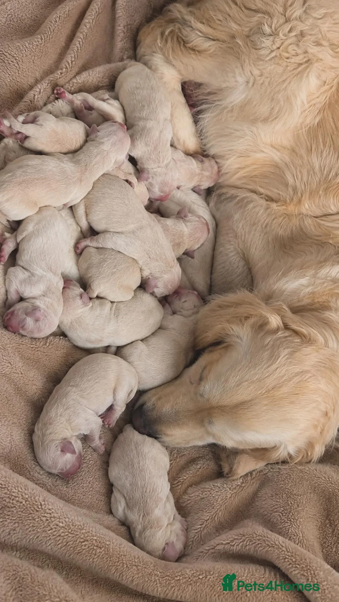 Golden Retriever dogs for sale:  Golden Retriever pups available  in London - Advert 3