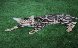 Bengal cats for sale: 🐆 Stunning TICA Registered Bengals Available 🐾 - Image 8