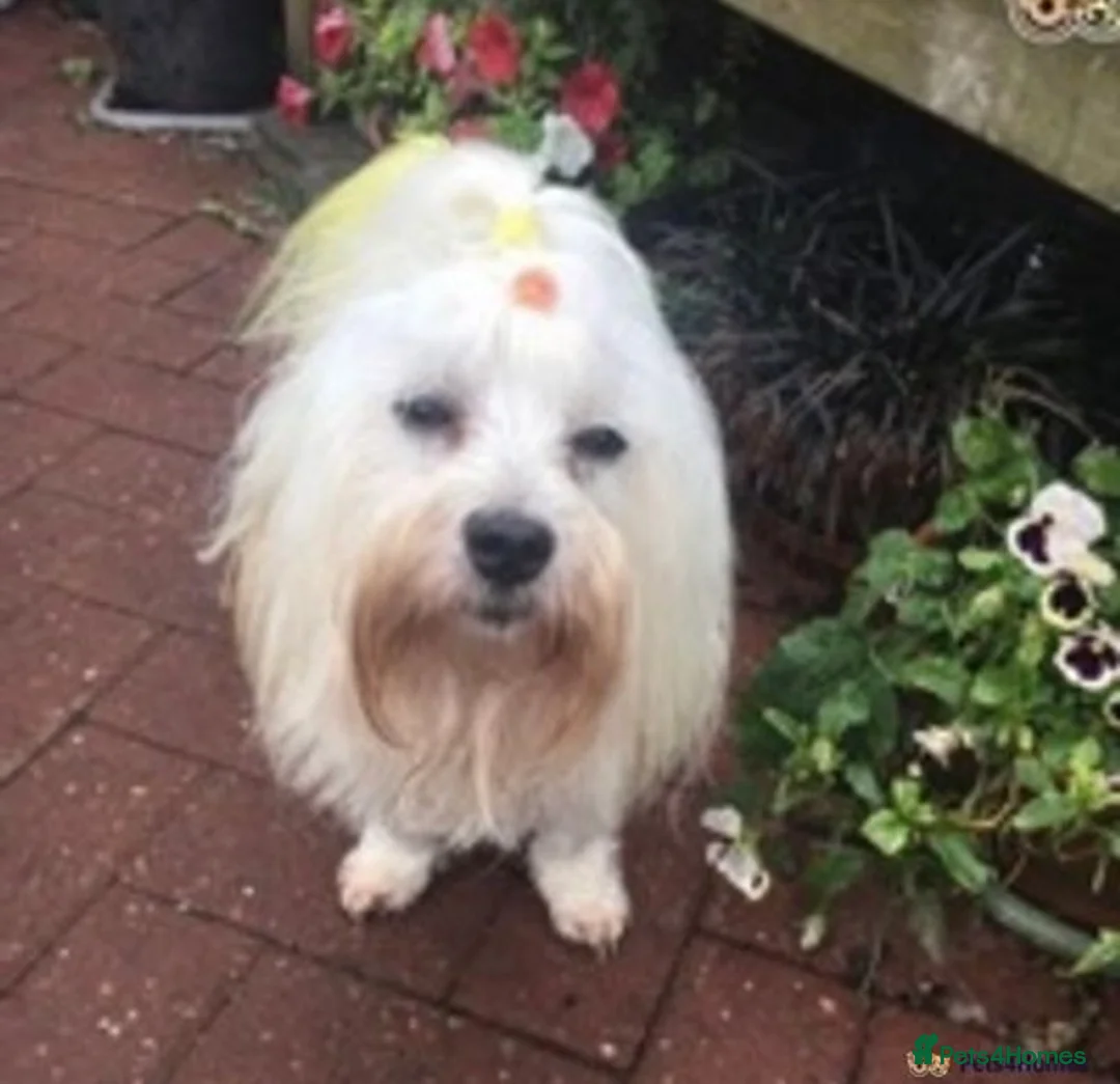 Maltese dogs for stud: Gorgeous Experienced Maltese Stud Dog in Coventry - Advert 5