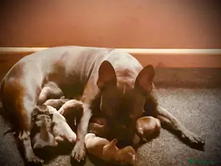 French Bulldog dogs Frenchie cross - Advert 3