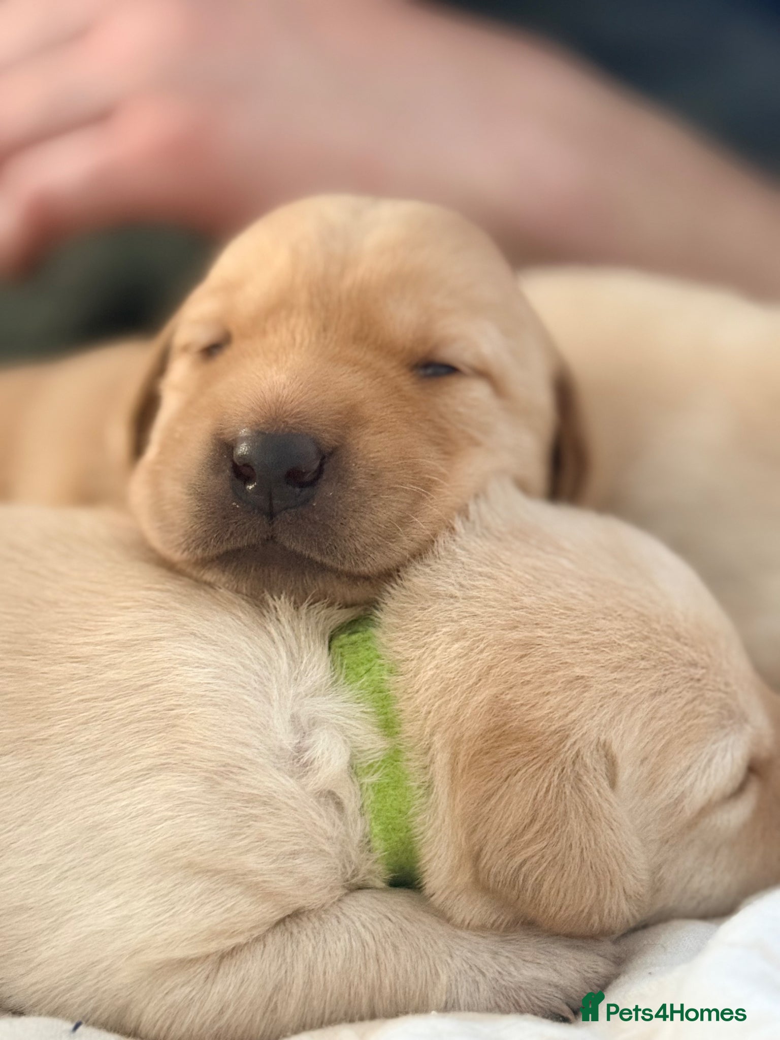 Labrador Retriever dogs Labrador puppies  - Advert 2