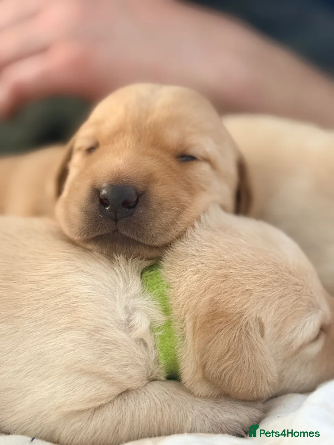 Labrador Retriever dogs for sale: Labrador puppies  - Advert 1