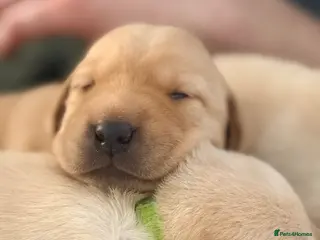 Labrador Retriever dogs Labrador puppies - Advert 14