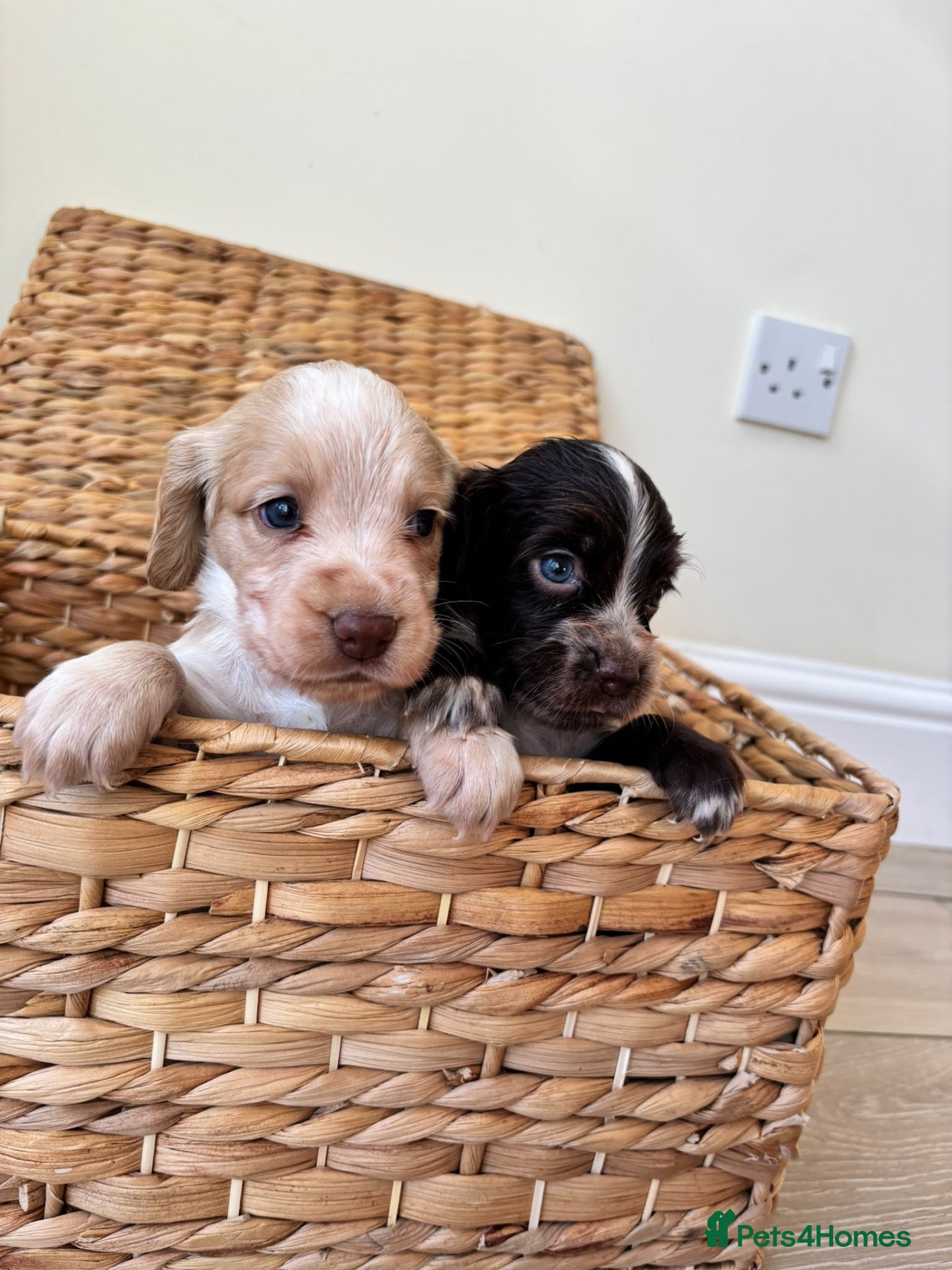Cocker Spaniel dogs 4 HANDSOME BOYS NEED A HOME🐶🩵  - Advert 2