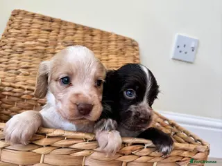 Cocker Spaniel dogs 4 HANDSOME BOYS NEED A HOME🐶🩵 - Advert 2