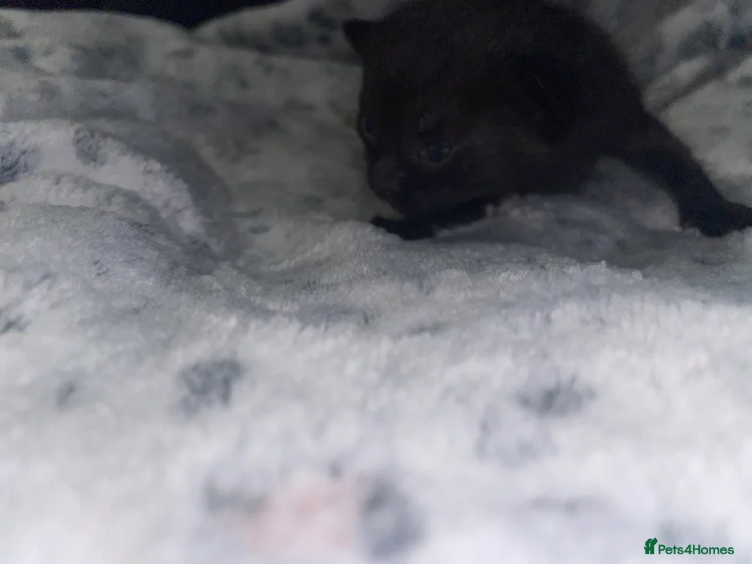 Mixed Breed cats for sale: Beautiful black kitten - Advert 22
