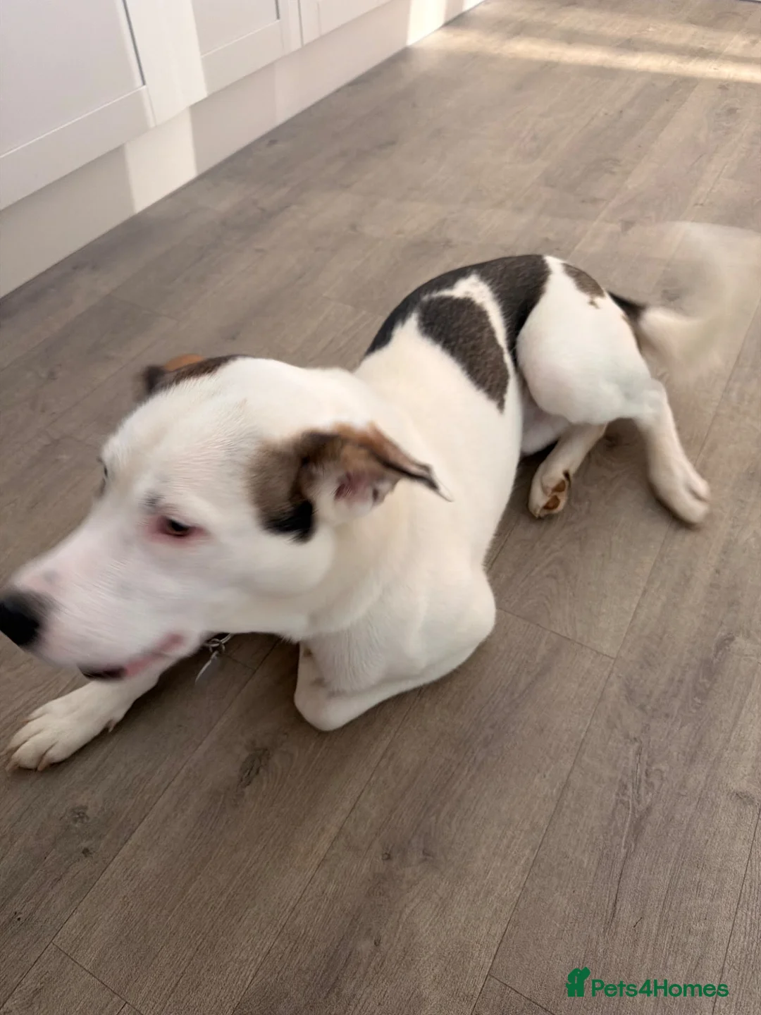 Mixed Breed dogs for sale: Toffee in Stamford - Advert 2