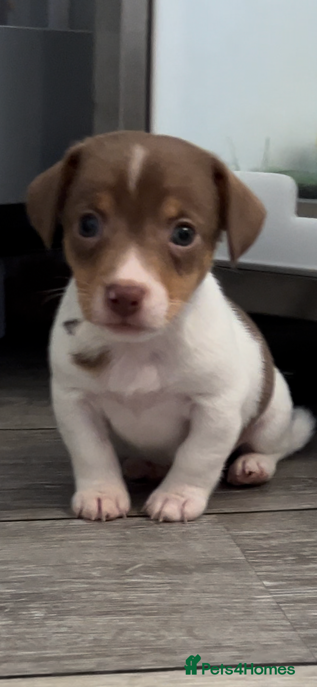 Jack Russell dogs for sale: DONJACKS PUPPIES ON THE WAY!! - Advert 8