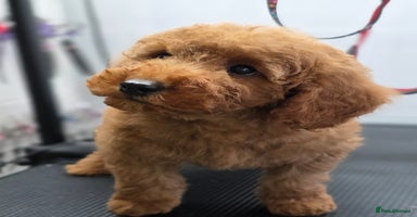 Miniature Poodle dogs - Advert 15