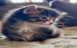 Bengal cats for sale: Bengal X Ragdoll - Image 14