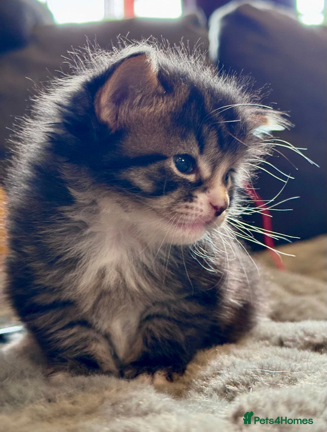 Bengal cats for sale: Bengal X Ragdoll - Image 14