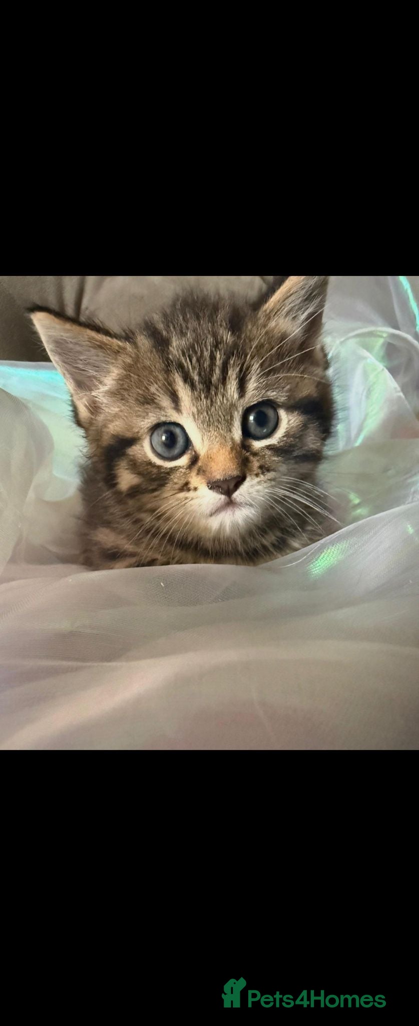 Mixed Breed cats 2 KITTENS REMAINING READY TO LEAVE - Advert 9