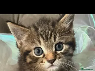 Mixed Breed cats 2 KITTENS REMAINING READY TO LEAVE - Advert 9
