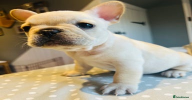 French Bulldog dogs - Advert 2