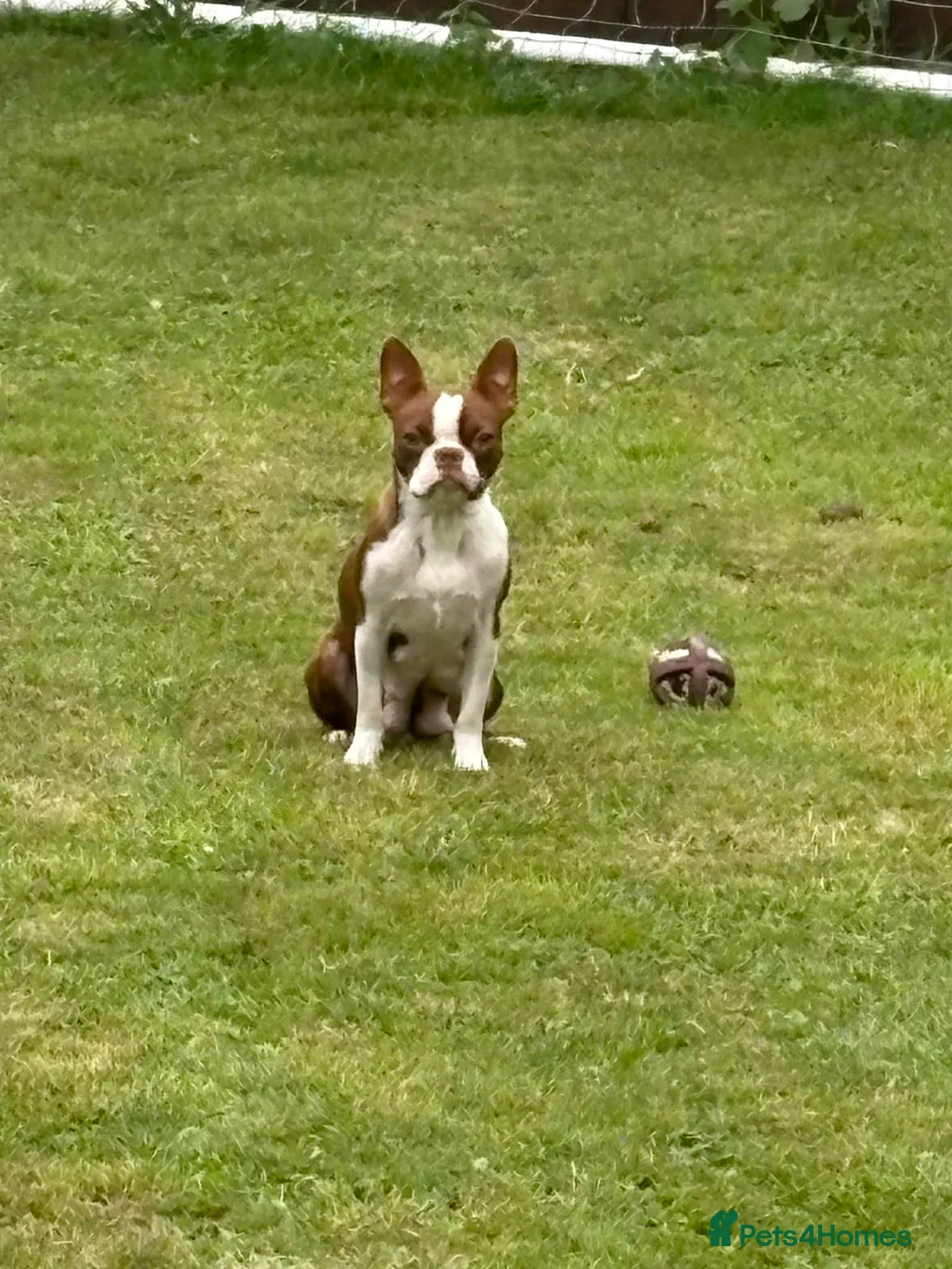 Boston Terrier dogs for sale: Stunning boston terrier puppies  - Advert 18