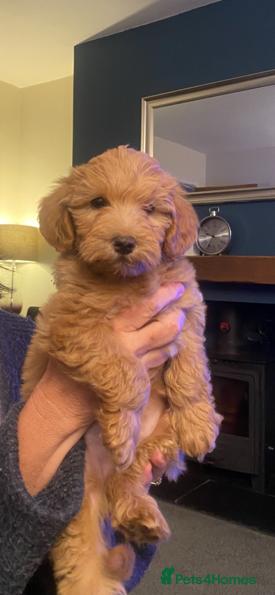Schnoodle dogs Last 1 left, beautiful boy Schnoodle  - Advert 3