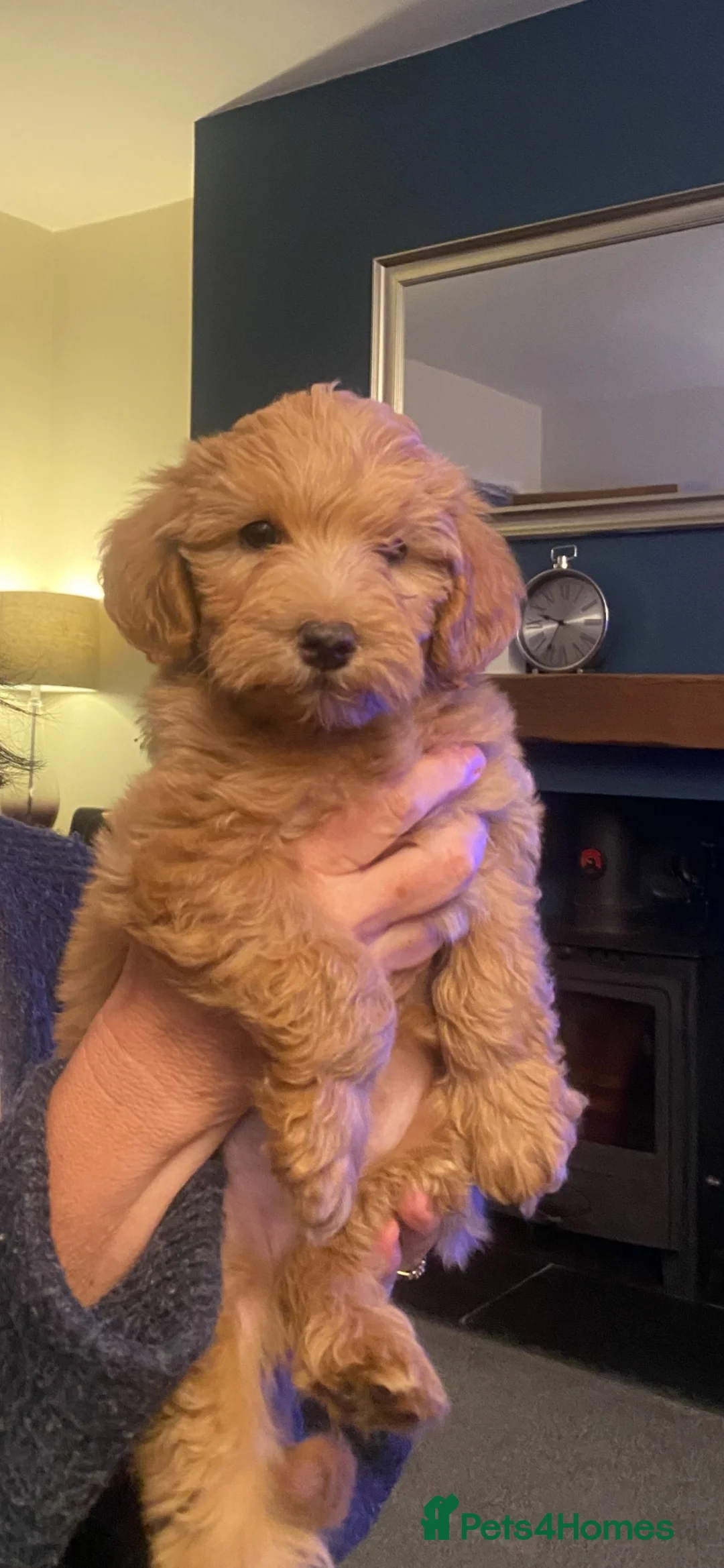 Schnoodle dogs for sale: Last 1 left, beautiful boy Schnoodle  - Advert 1