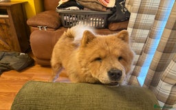 Chow Chow dogs for sale: Last gorgeous chow of the litter - Image 7