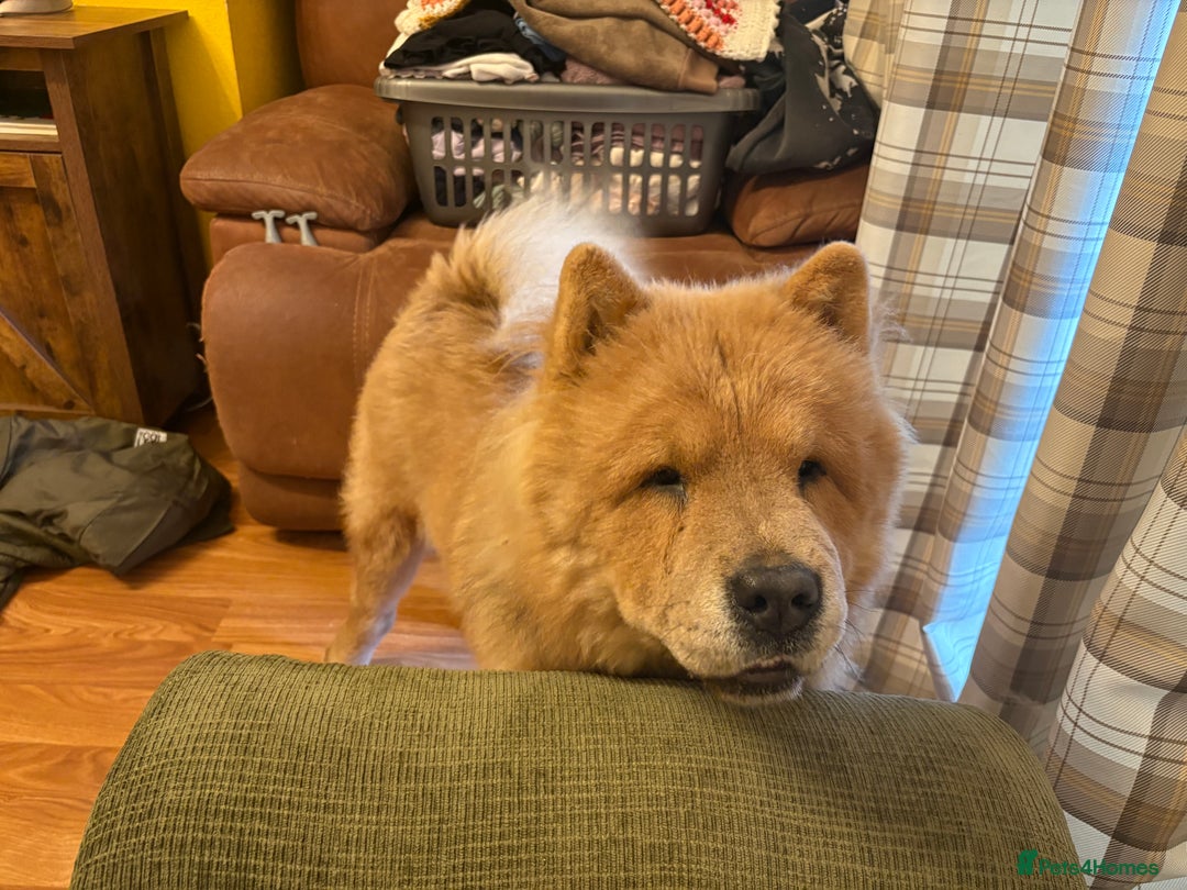 Chow Chow dogs for sale: Last gorgeous chow of the litter - Image 7