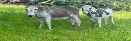 Donkey livestock for sale: 2 donkey gelding for sale - Advert 1