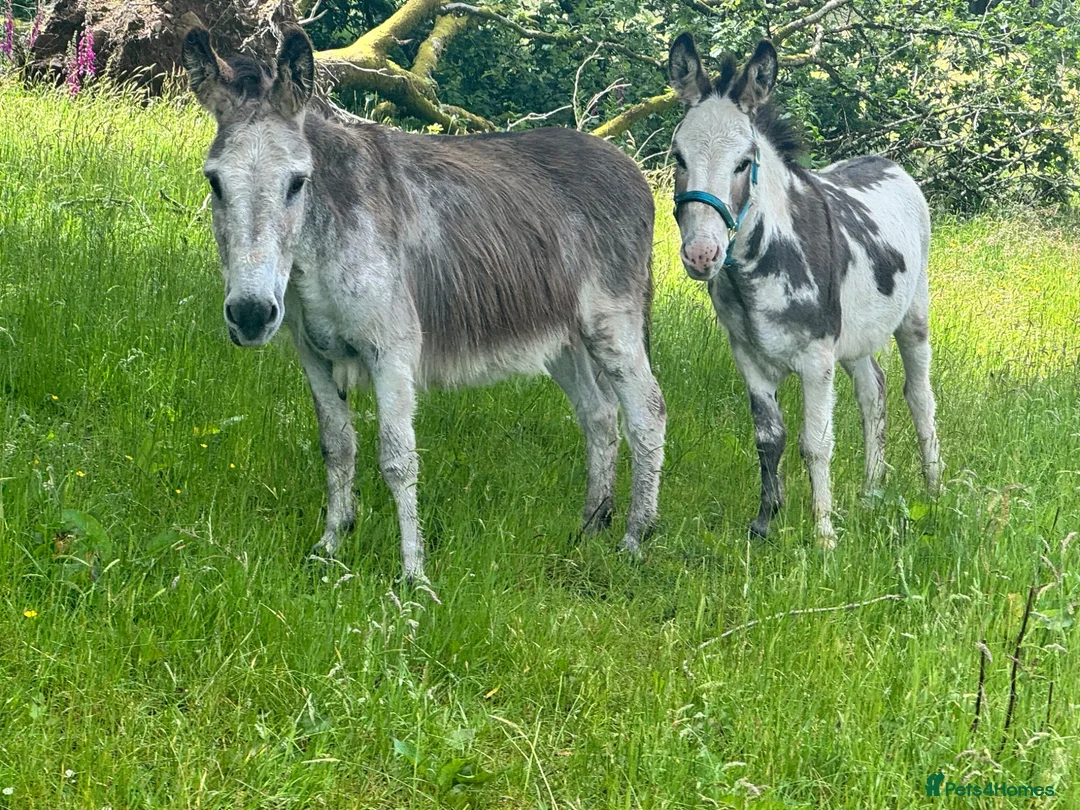 Donkey livestock for sale: 2 donkey gelding for sale - Advert 1