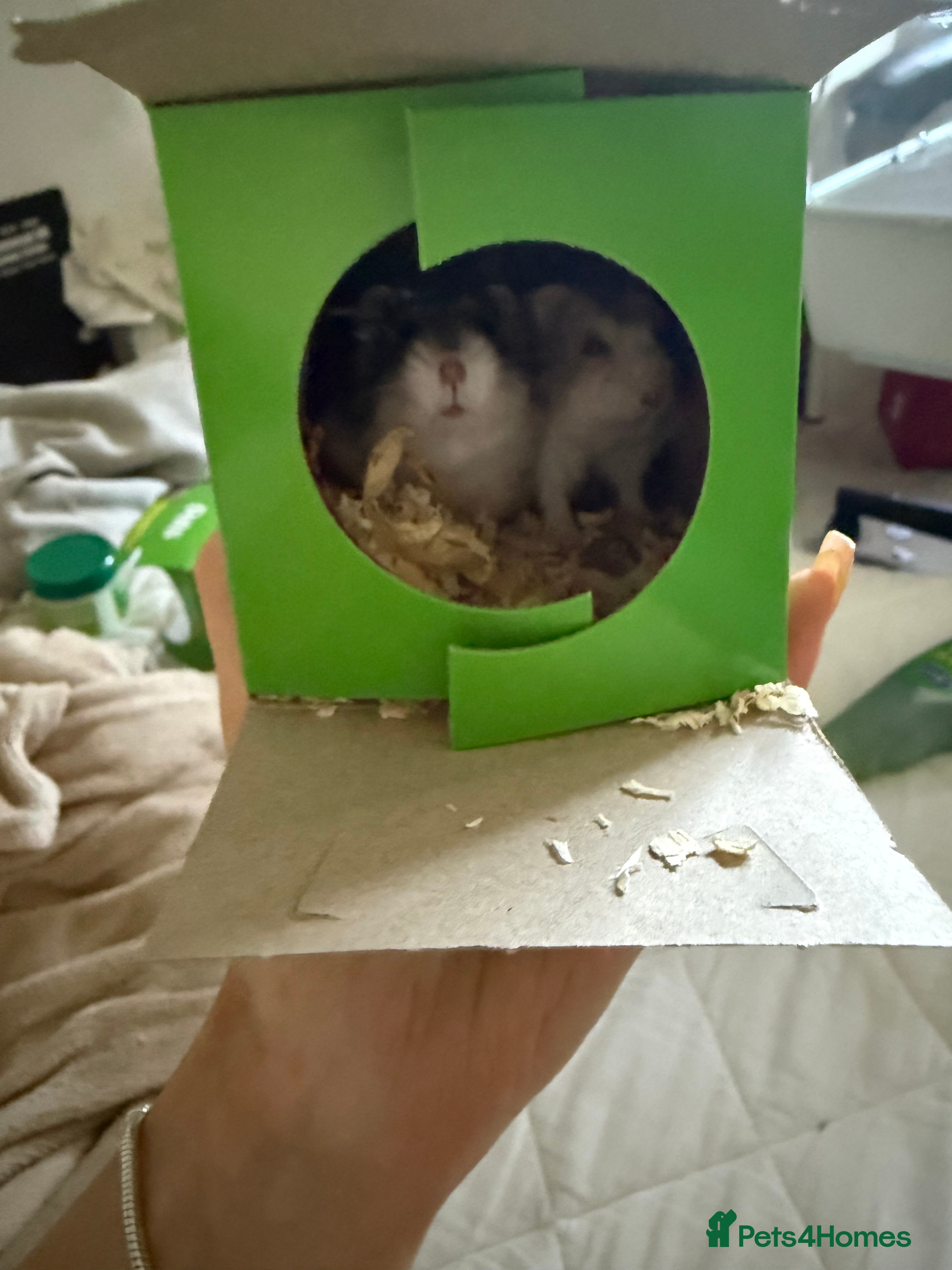 Hamster rodents full setup etc 2 russian dwarf hamsters  - Advert 20