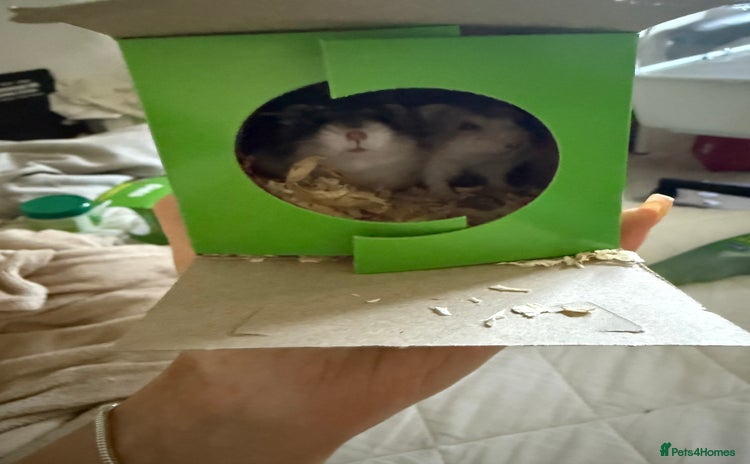 Hamster rodents - Advert 12