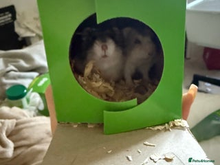 Hamster rodents - Advert 11