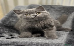 Mixed Breed cats for sale: ⭐️ Stunning Chunky British Shorthair Kittens 🐾 - Image 1